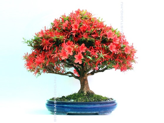 rhododendron kinsaj bonsai viragban a marczika bonsai studio kinalatabol